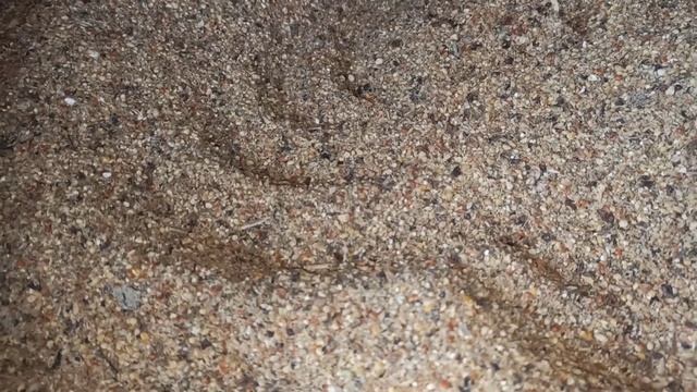 Можно ли кормить свиней просом и гречкой// Тестирую корм☝️Рискую☝️Вам не советую☝️Нужно подождать☝️ смотреть онлайн