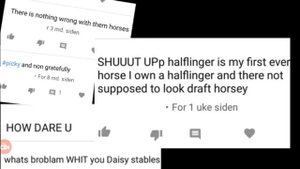 Model Horse Pet Peeves || Daisy Stalls ||