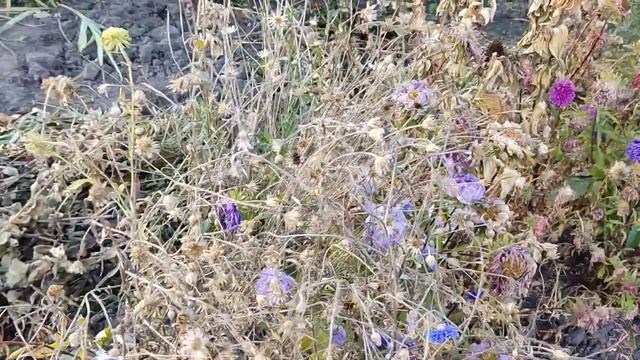 Поработала немного, грущу! #дача #природа #осень #влог # смотреть онлайн