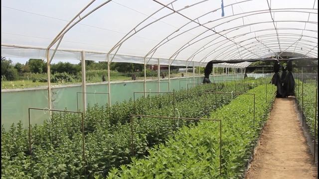 Хризантема .2020.18 дней с начала притенения. смотреть онлайн