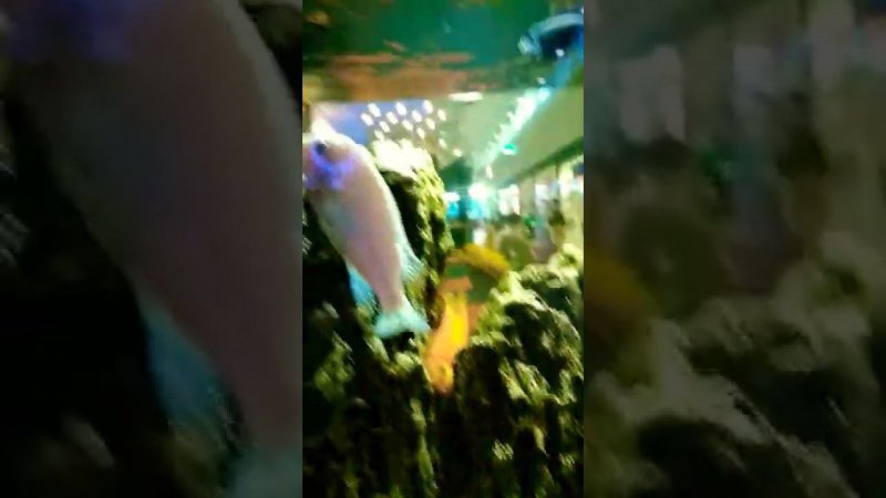 fish    house  рыбка в доме
