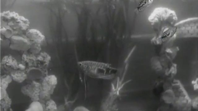 Сямнаццаць імгненняў вясны - 3/17 смотреть онлайн