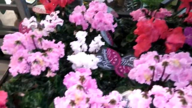 Cyclamen смотреть онлайн