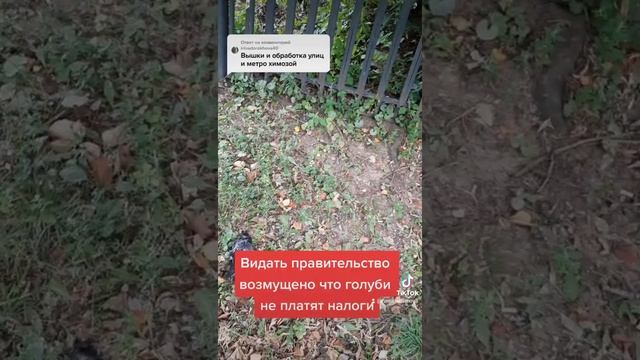 Если не травят людей в городе и по всей стране, то от чего умирают голуби? Массовая гибель голубей