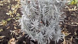 УХОД ЗА ЛАВАНДОЙ.ОСЕННИЕ МЕРОПРИЯТИЯ.