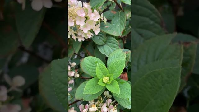 Little Quick Fire Hydrangea, After 2 Heat Waves - August 8