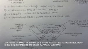Билет 014. МОЗЖЕЧОК, МОСТ, ВНЕШНЕЕ И ВНУТРЕННЕЕ СТРОЕНИЕ. ЛАТЕРАЛЬНАЯ ПЕТЛЯ.