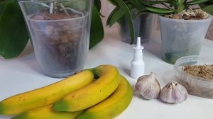 ЧЕСНОК и БАНАНЫ для орхидей || МОХ для орхидей - простое решение для корней орхидеи