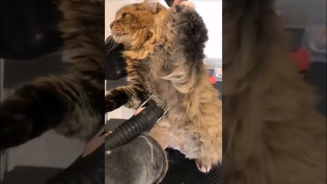 Превратите своего пушистого кота в стильного модника смотреть онлайн