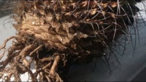 Если кактус заболел