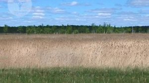 Альменевский район Курганской области.