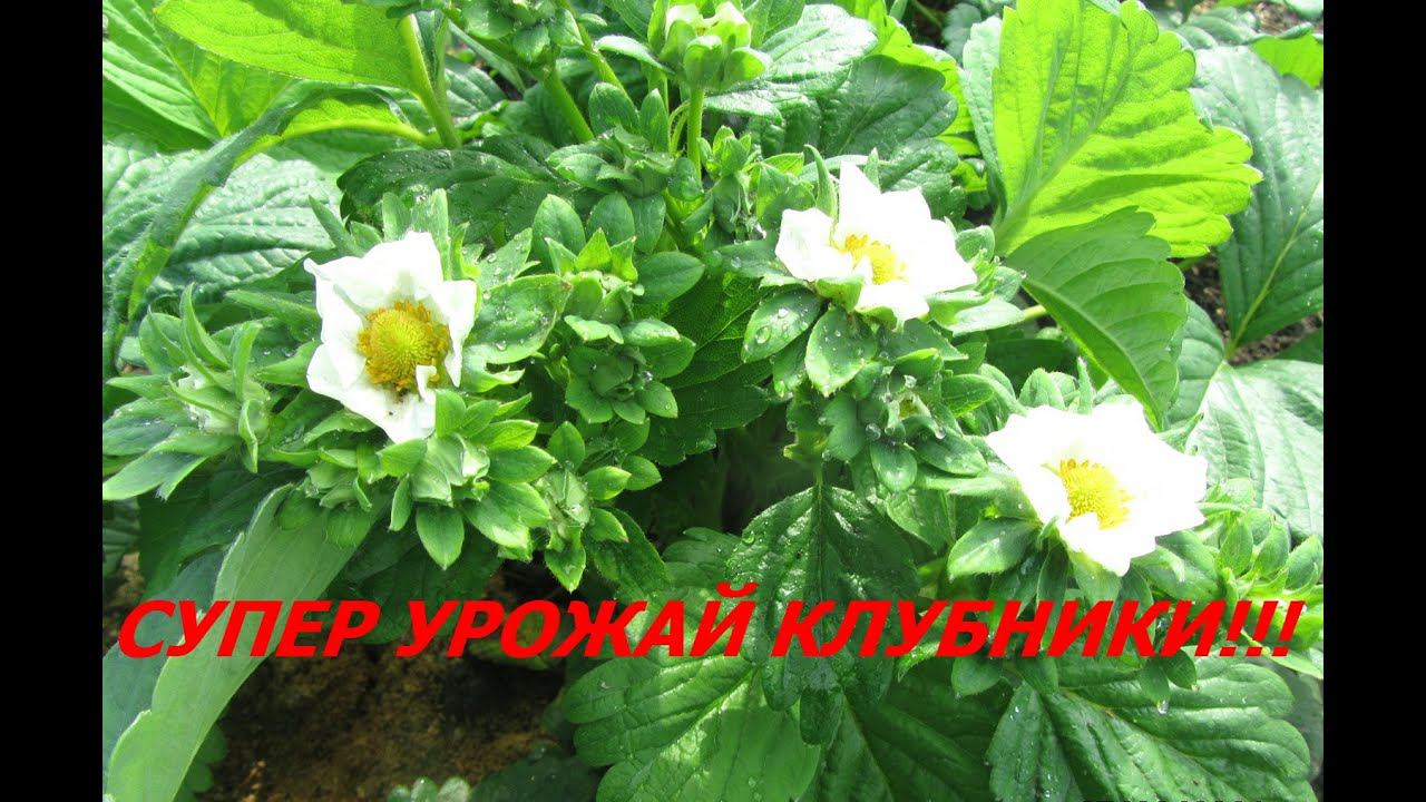 Клубника. СУПЕР УРОЖАЙ!Подкормка для отличного плодоношения. смотреть онлайн