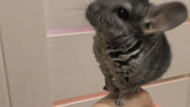 Про шиншиллу Шушу /Что придумали свинки/У нас весело/Смешной стишок/Елена и зверята смотреть онлайн