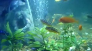 акулий сом цихлиды клариусы сомы