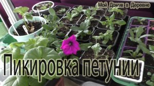 Рассада петунии. Пикировка растюшек