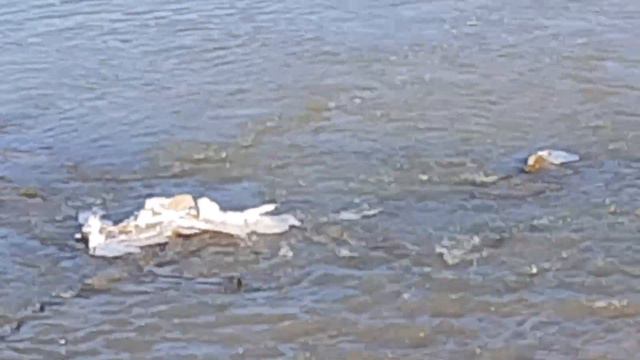 Лёд размыла Талая  вода, прилетела первая птица / ice washes away Melt water the first bird arrived смотреть онлайн