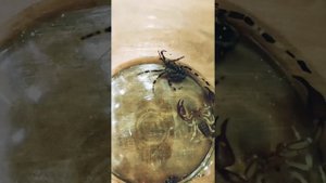 бой скорпиона и паука (крестоносца)