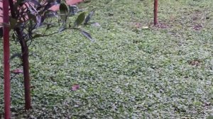 Dichondra Repens