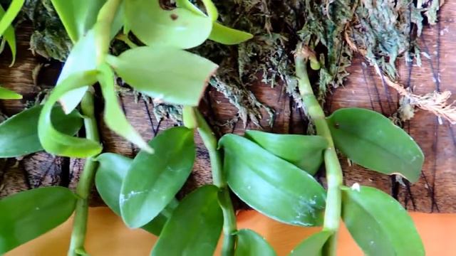 3 Mounting Dendrobium aphyllum keikis-update 3 (2018/04) смотреть онлайн
