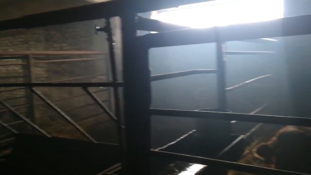 Симменталы покрытые лимузинами