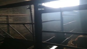 Симменталы покрытые лимузинами