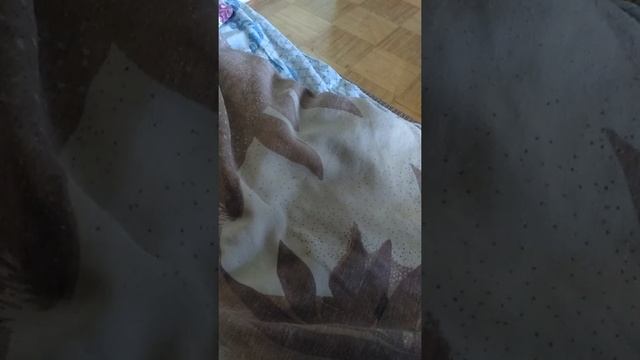 Обзор, конфеты,Джек смотреть онлайн