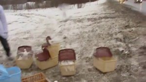 голуби белые спортивные white pigeons Nizhny Novgorod.