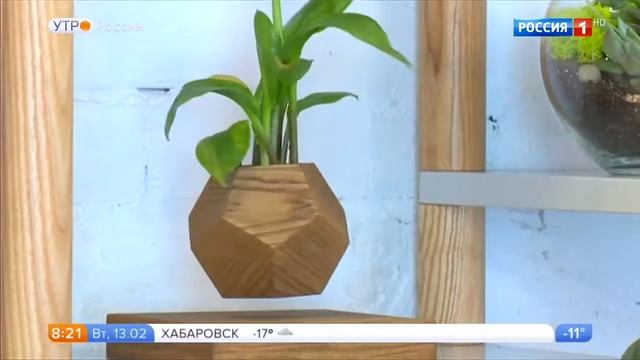 О левитирующих растениях и флорариумах смотреть онлайн