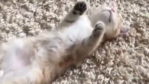 Смешные коты, котяка-ржака