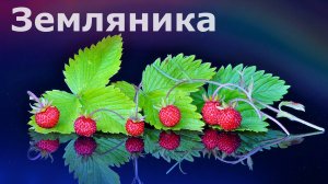 КАК ВЫРАСТИТЬ ЗЕМЛЯНИКУ ДОМА_ - Эксперимент. Exelys Media