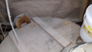 Иранские бойные голуби//Головатые//Дошли руки к пропойке голубей