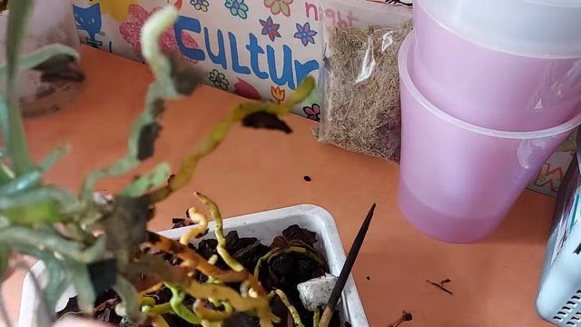 Пересадка орхидеи Joy Fairy Tale ( Джой Фейри Тэйл). Веселая сказка. смотреть онлайн