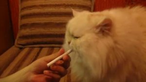 кот курит ну или ест сигареты