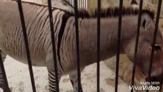 Мама- норка, папа- бобер смотреть онлайн