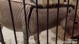 Мама- норка, папа- бобер