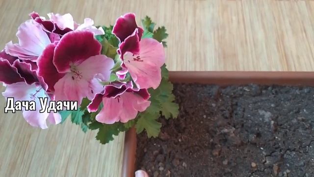 Подкормите этим КОКТЕЙЛЕМ цветы! Они будут усыпаны бутонами! Дача Удача смотреть онлайн