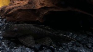 Домашний аквариум с золотыми рыбками