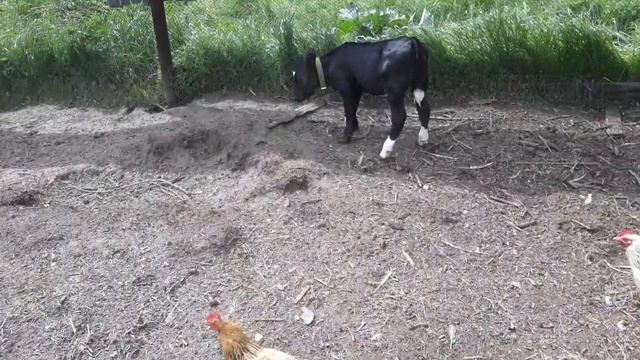 22.06.2018г А сколько молока даёт первотёлка? Теленку исполнился месяц, а индюкам -три. смотреть онлайн