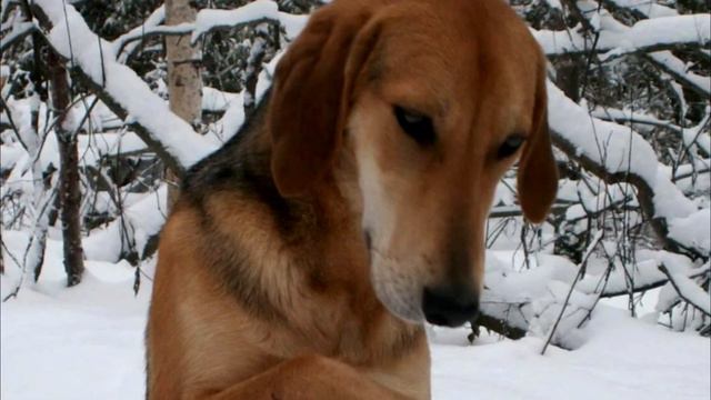 Собака спасла щенка от мороза, но потом произошло невероятное! смотреть онлайн