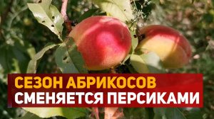В горах Дагестана сезон абрикосов сменяется персиками