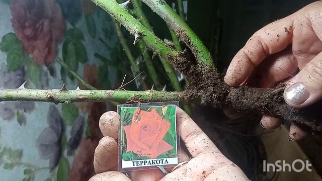 саженцы роз из питомника "Розовый рай"🌹🌹🌹 смотреть онлайн