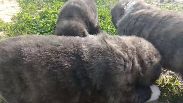 щенки из питомника Стеллар Микс. смотреть онлайн