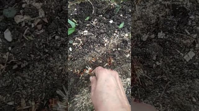 посадка бархатцев под зиму. смотреть онлайн