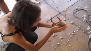 Спасение котят из водосточной трубы