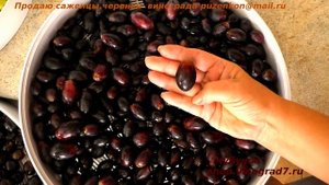 Виноград кишмиш:342, Атика, Черный хрусталь, Летний королевский, Эйнсет сидлис, Коктейль - изюм