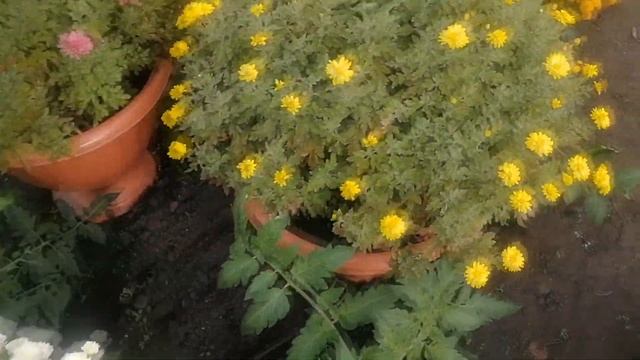 Хризантема мультифлора, корейская. Советы и рекомендации... смотреть онлайн