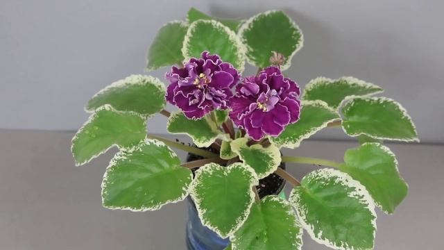 Домашний Цветочный Бизнес ! Цветы на продажу, сорта глоксиний и фиалок