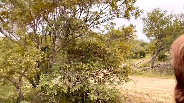 Angry Elephant Charges Safari Guide | Big 5 | African Wild Elephants смотреть онлайн