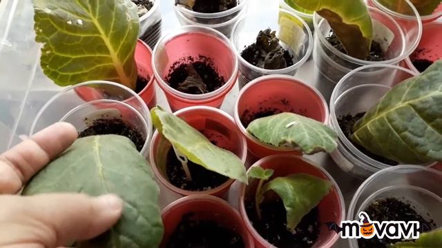 Глоксинии в октябре. Что делать с уснувшими глоксиниями? Часть1. 26 октября 2018 г. смотреть онлайн