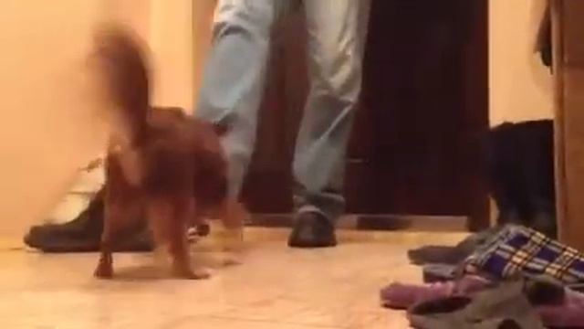 Самый преданный пес в мире!!!чилишка смотреть онлайн